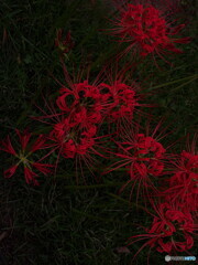 曼珠沙華三景～其の３