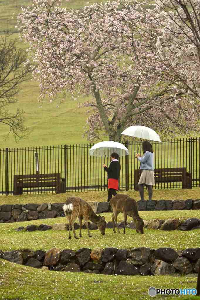 奈良公園の鹿～３