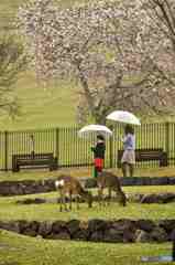 奈良公園の鹿～３