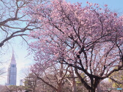 見頃の寒桜＃２