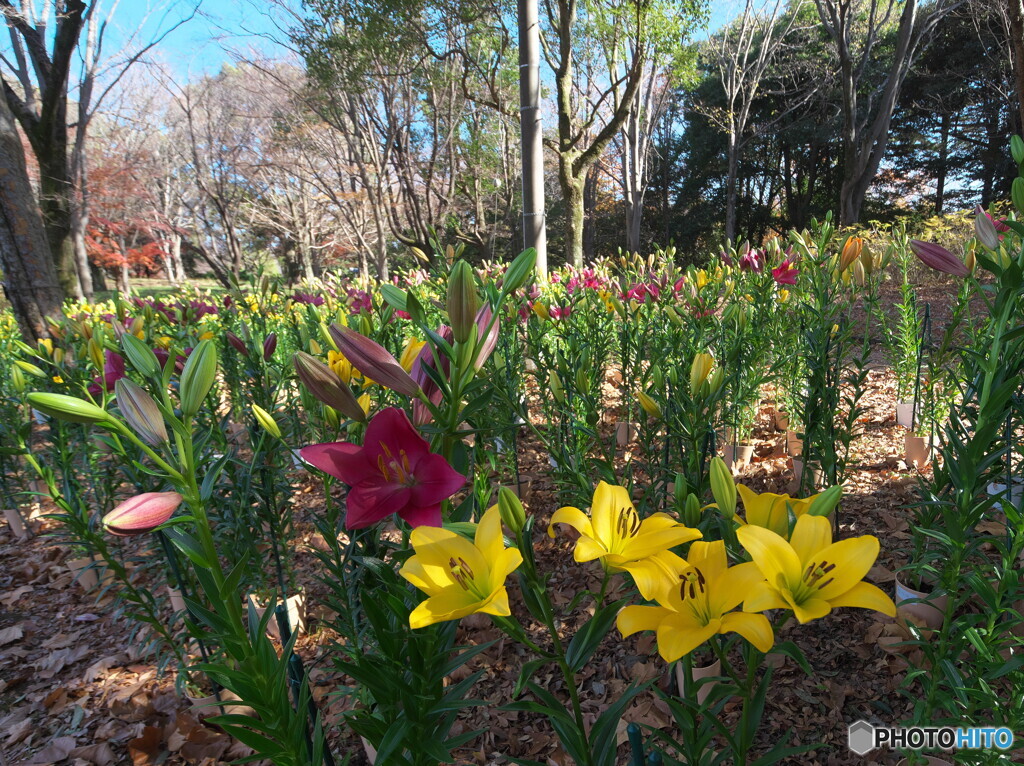 初冬の昭和記念公園～ウインターリリー