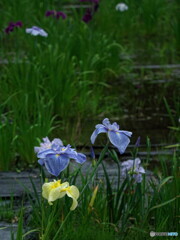 花菖蒲の姿＃１２