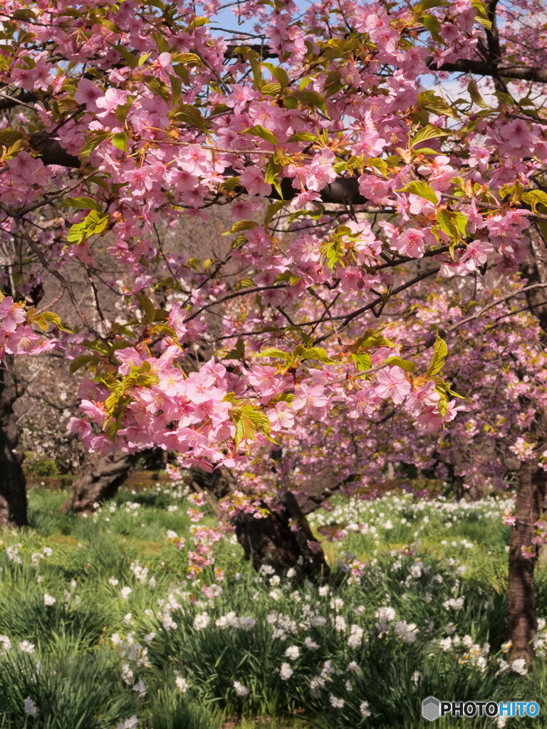 河津桜其の2　満開　P1142776