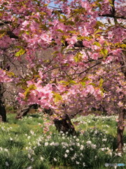 河津桜其の2　満開　P1142776