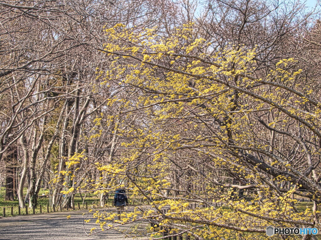 サンシュユの春＃１