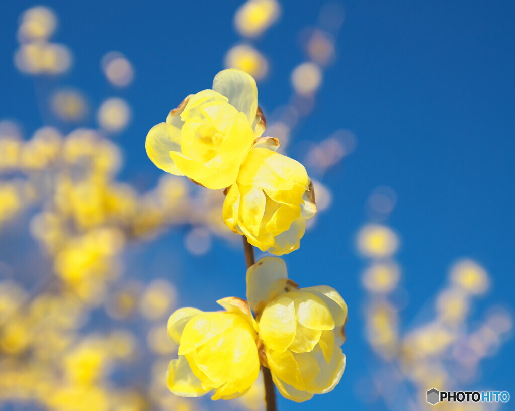 青空にソシンロウバイ