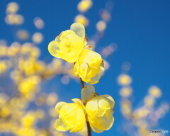 青空にソシンロウバイ