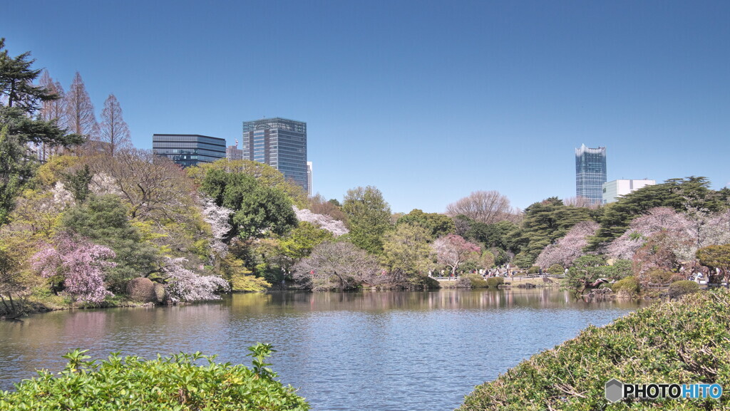 桜爛漫新宿御苑＃１