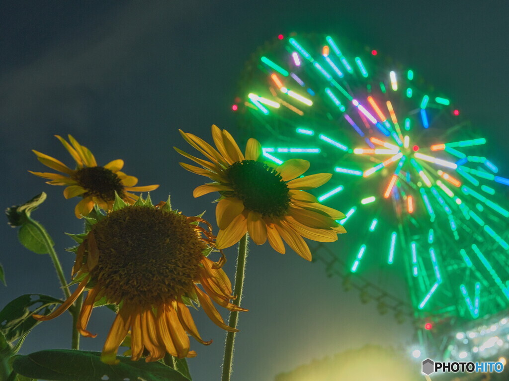 夜のひまわり畑＃１