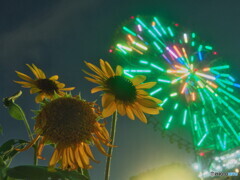 夜のひまわり畑＃１