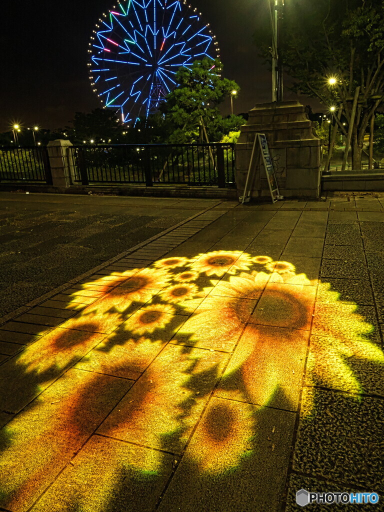 地上のひまわり