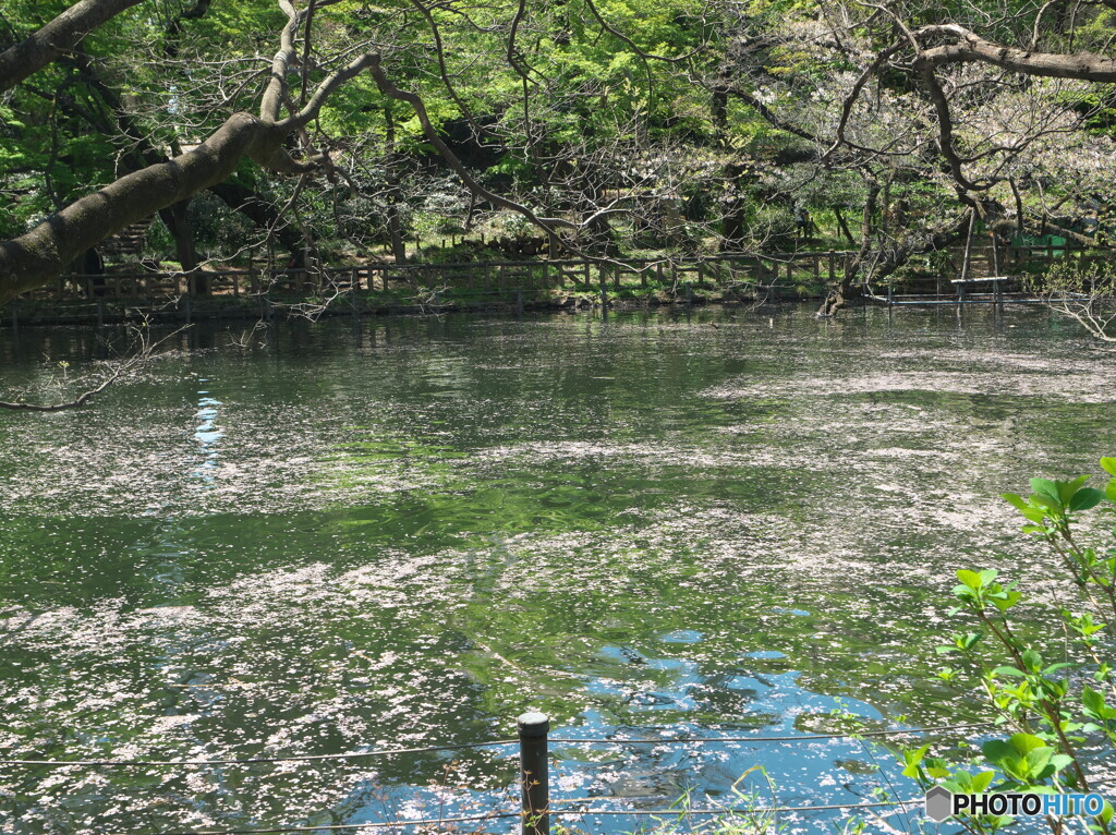 花筏＃２～通常のSSで