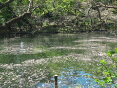 花筏＃２～通常のSSで