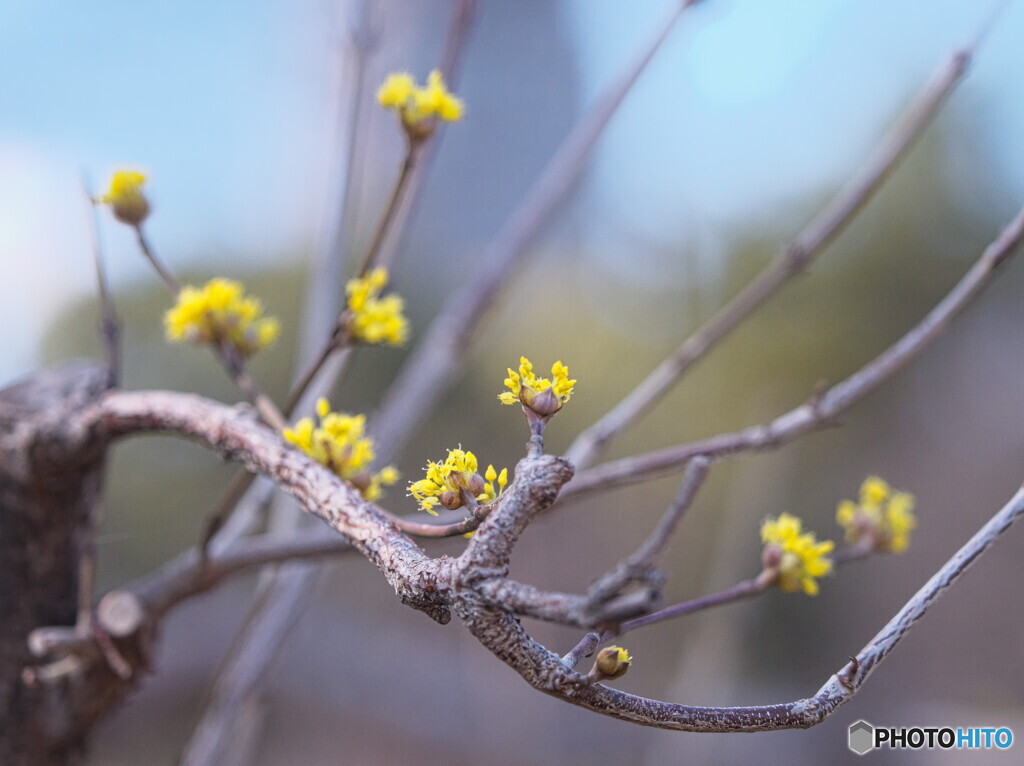 サンシュユ＃２