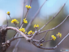 サンシュユ＃２