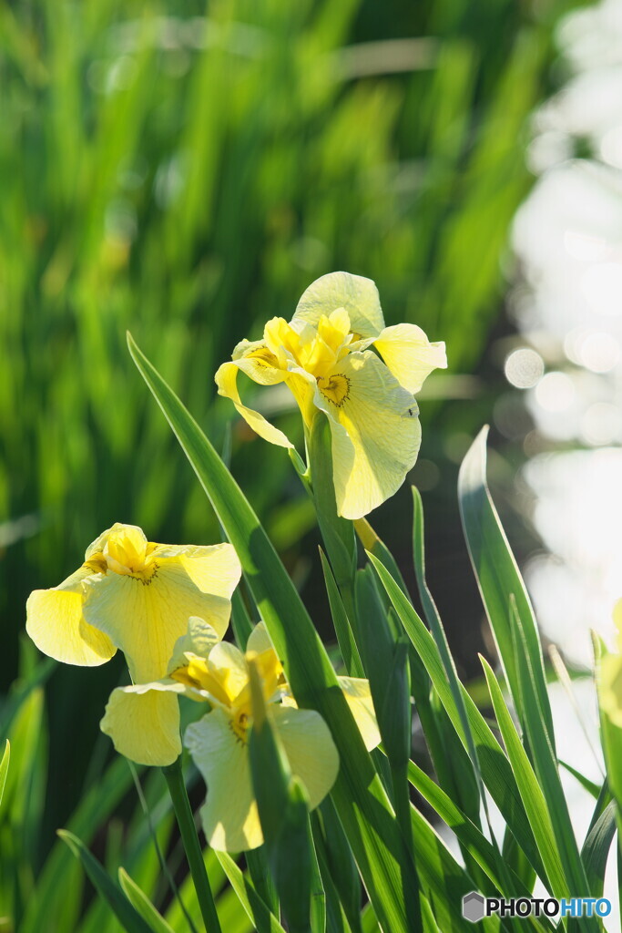 花菖蒲＃１