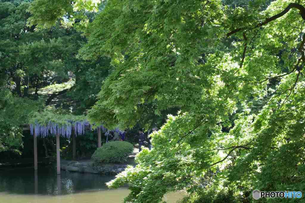 新宿御苑の藤～１