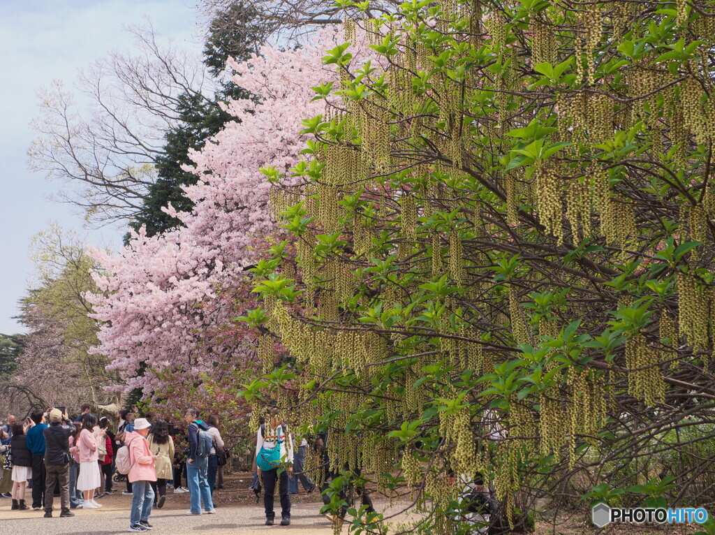 満開のハチジョウキブシと桜