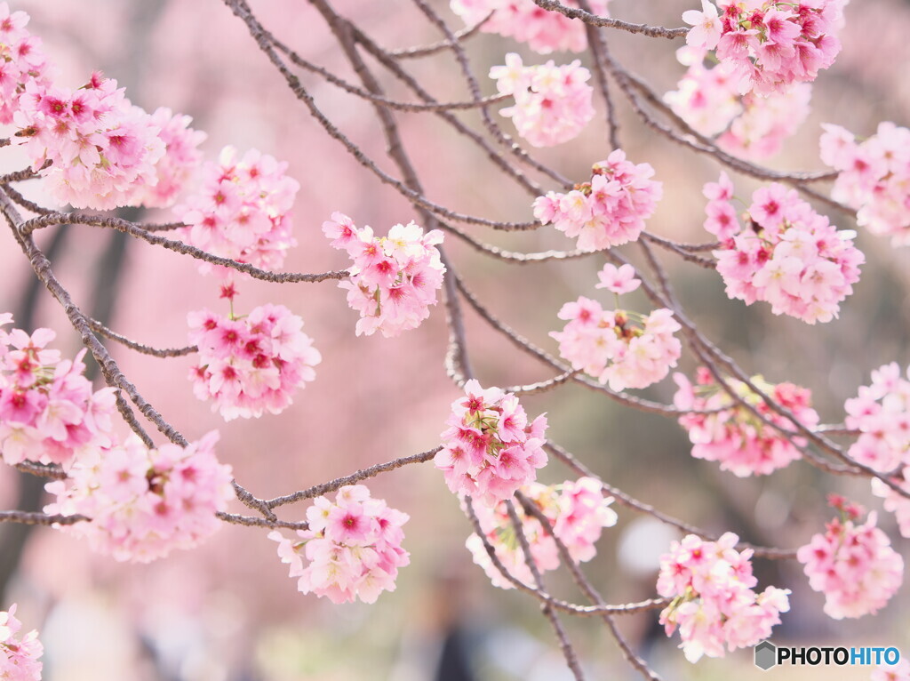 桜玉簾