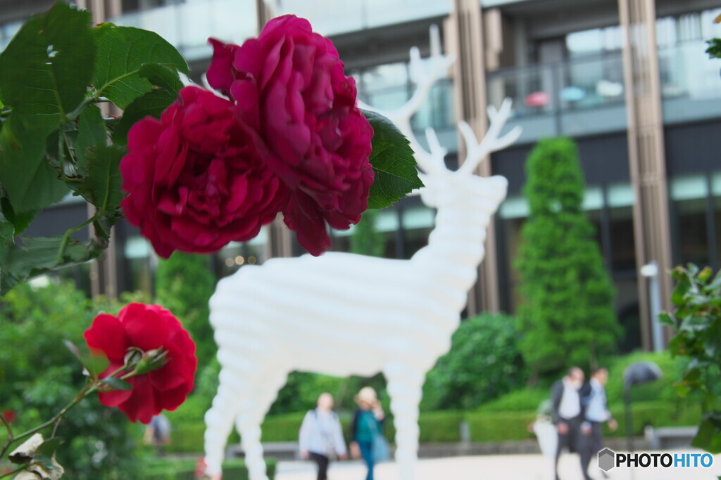 White Deer#2