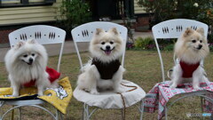 良いお年をお迎えください　ワン！！P1141582