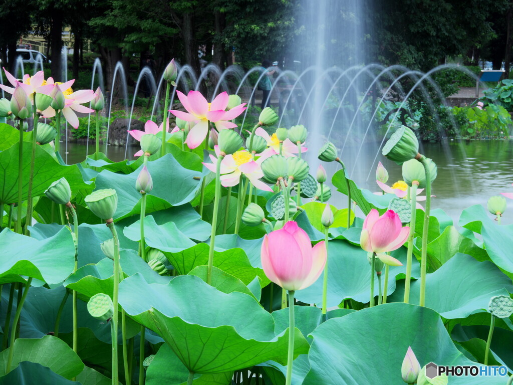 少しでも涼しさを感じていただけたら