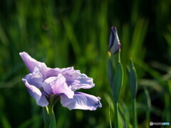 花菖蒲の姿＃５
