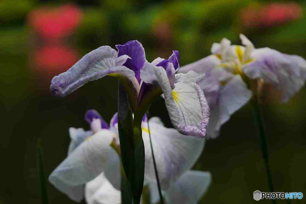 池をバックに～１