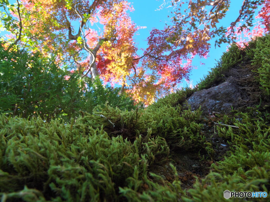 苔と紅葉#1
