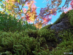 苔と紅葉#1