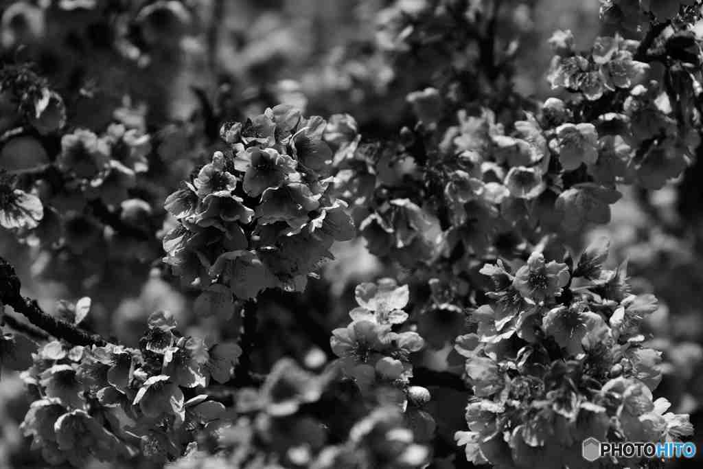 満開の寒桜その２