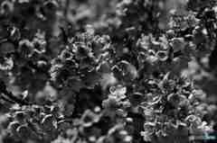 満開の寒桜その２