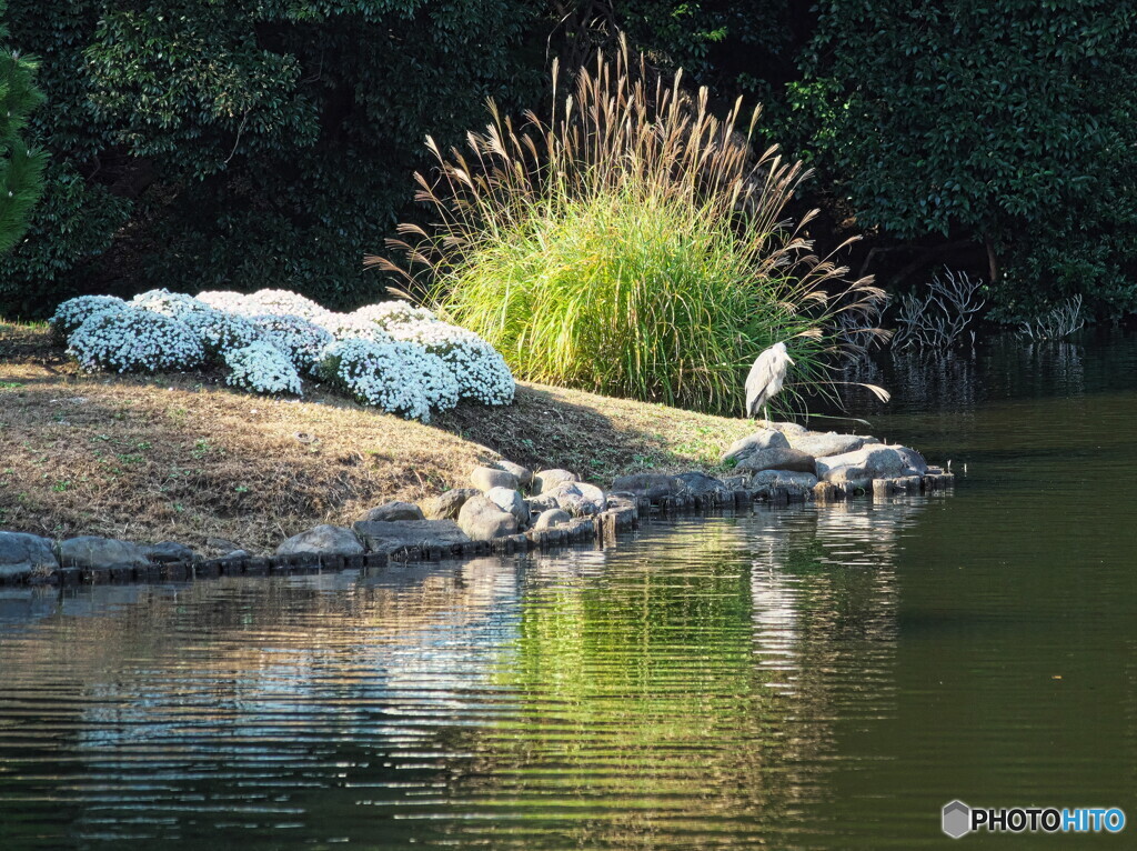 菊花壇にダイサギ