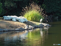 菊花壇にダイサギ