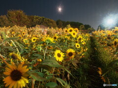 夜のひまわり畑