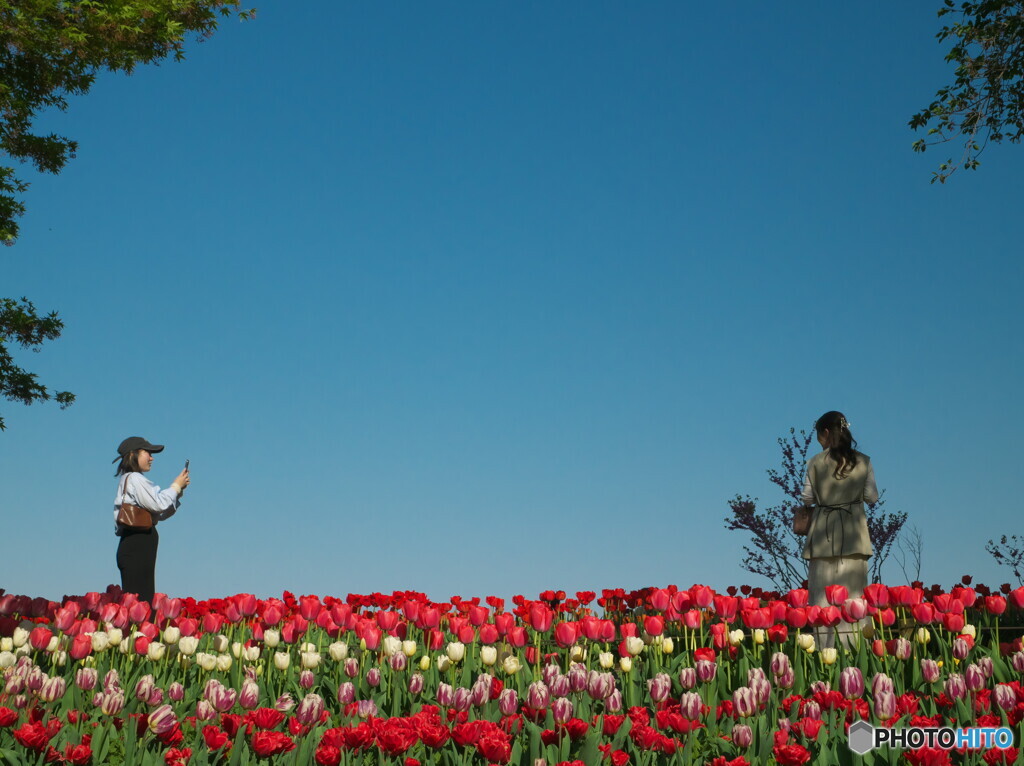 チューリップ舞台