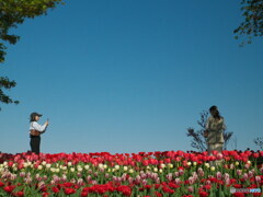 チューリップ舞台