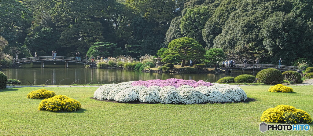 菊花壇展の頃の新宿御苑＃２