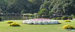 菊花壇展の頃の新宿御苑＃２