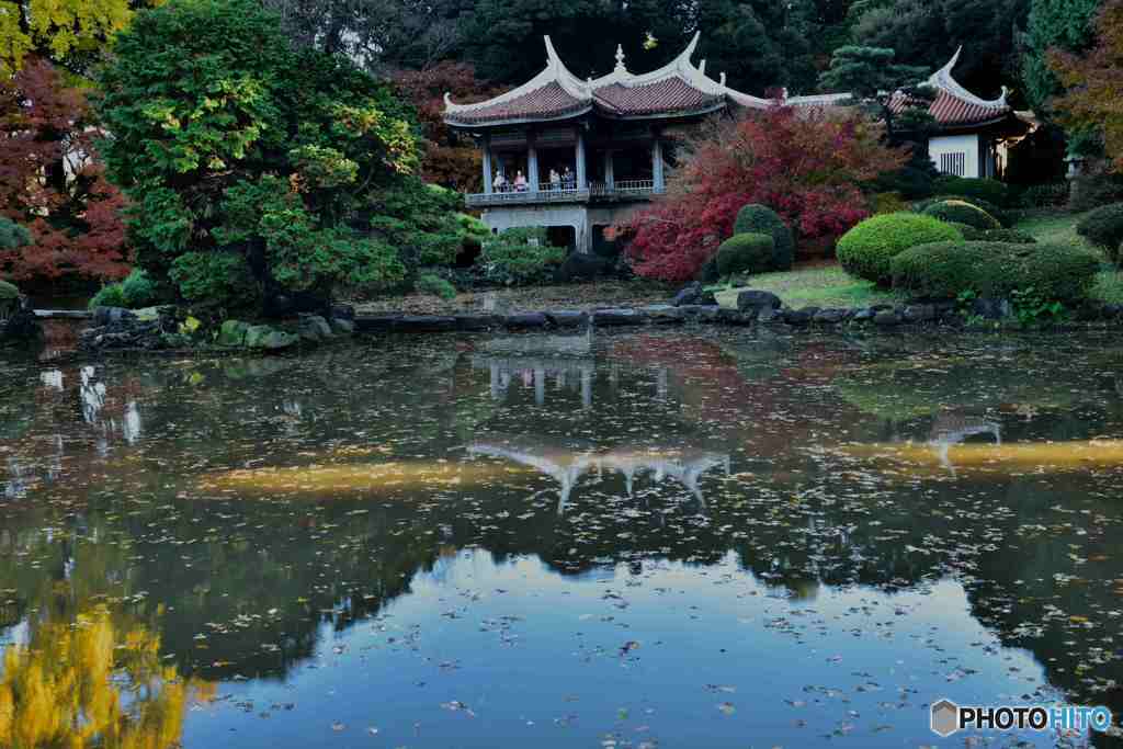 晩秋の新宿御苑その３