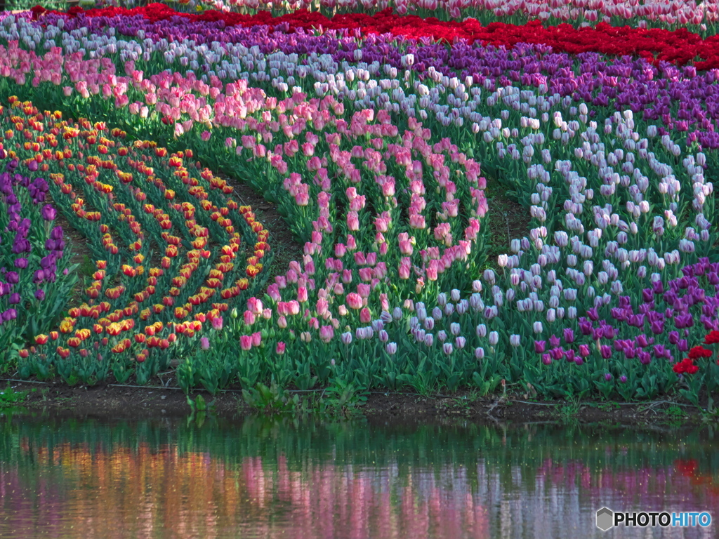 レインボーチューリップ　P1183838