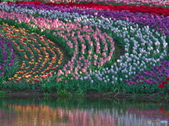 レインボーチューリップ　P1183838