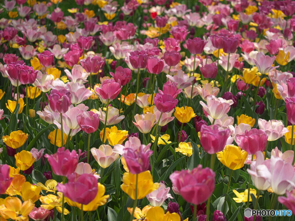tulip.tulip...＃１