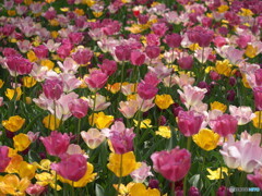 tulip.tulip...＃１