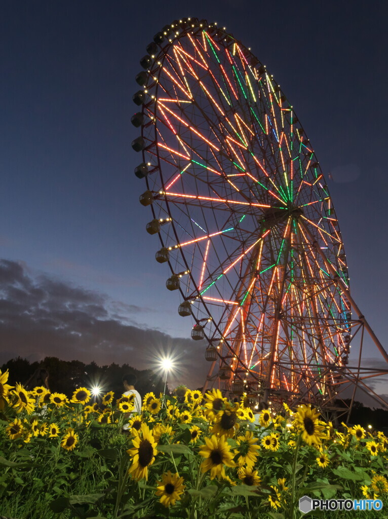 大観覧車とヒマワリ＃１