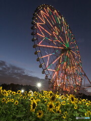 大観覧車とヒマワリ＃１
