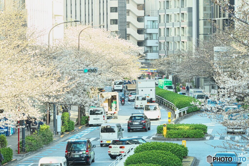 2023明治通りのソメイヨシノその１