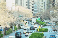 2023明治通りのソメイヨシノその１