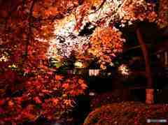 逍遙園の紅葉その３