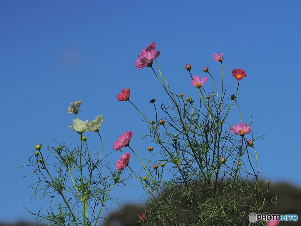 コスモス＃！